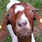 Profile Picture of Franz Joseph Schnabel (@franzjosephschnabel) on Instagram