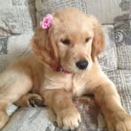 Profile Picture of Doreen Dresner (@Doreen-Dresner) on Facebook