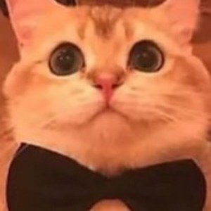 Profile Picture of Nathan Sluss (@TheRealShirwo) on Twitter