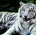 Profile Picture of Suhalim Halim (@suhalim.halim.792) on Facebook
