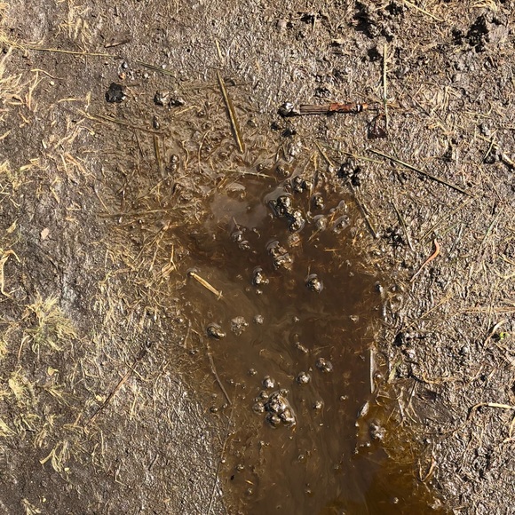 Profile Picture of Ron Beard (@rbeard515) on Poshmark