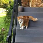 Profile Picture of Clapton Cat (@clapton_the_riggs_drive_kitty) on Instagram