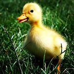 Profile Picture of Maria bloomy (@mariabloomy) on Instagram
