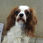 Profile Picture of Chérie Carpentiero (@cherie_carpe_) on Instagram