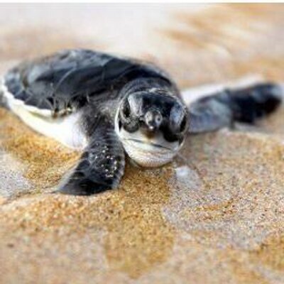 Profile Picture of Lara_shelley (@lara_shelley1) on Twitter