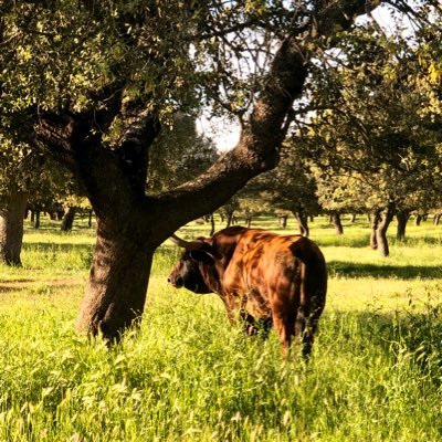 Profile Picture of GarciaJimenez (@TorosGJimenez) on Twitter