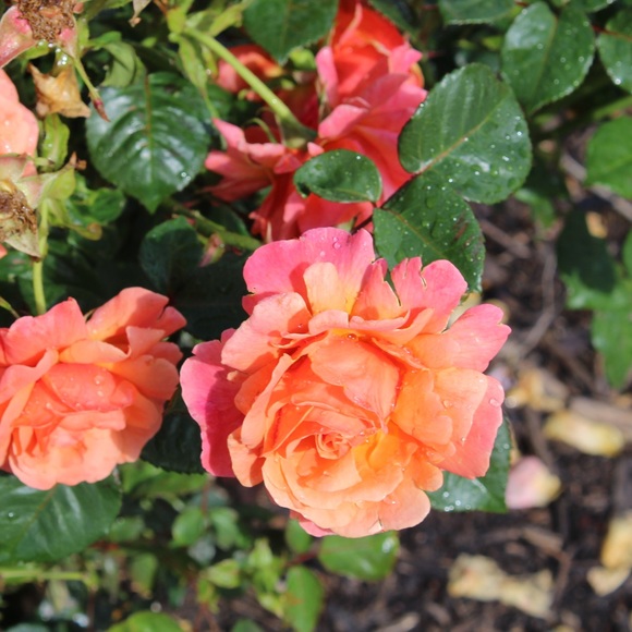 Profile Picture of Alice Hunt (@alicehunt57) on Poshmark