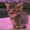 Profile Picture of PECO (@pecodayorarara) on Tiktok