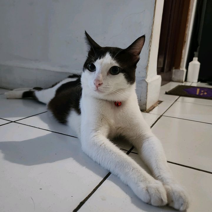 Profile Picture of dharmalim (@dharmalim17) on Tiktok