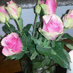 Profile Picture of Loretta Mooney (@rett502014) on Instagram