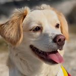 Profile Picture of 천사 크샨 (@jungcshan) on Instagram