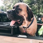 Profile Picture of Adalbert Kennel (@adalbertkennel) on Instagram