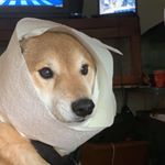 Profile Picture of Ｍａｔｔｈｅｗ　艶マヷ  71₆⁶₆ (@suecosbitch) on Instagram