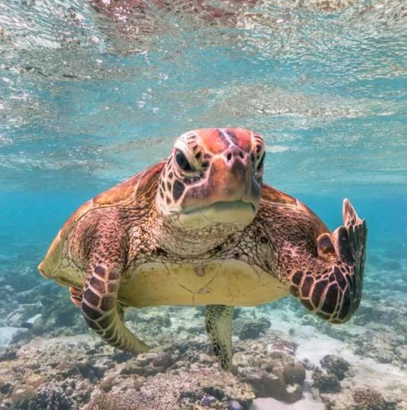 Profile Picture of Lynne Wallis (@lynnewallis) on Poshmark