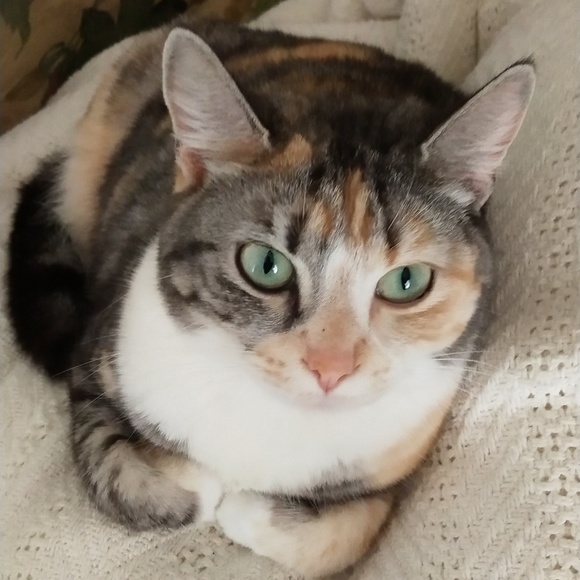 Profile Picture of Cecilia Yu (@yuc19994) on Poshmark