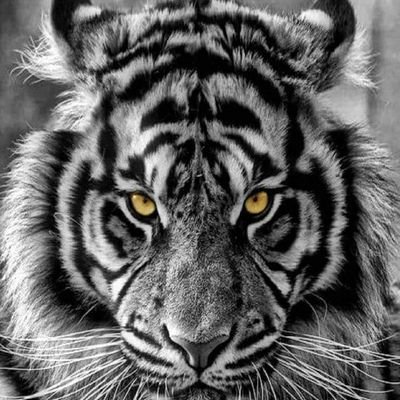 Profile Picture of Miguel A. Barroso Garcia (@MiguelABarroso1) on Twitter