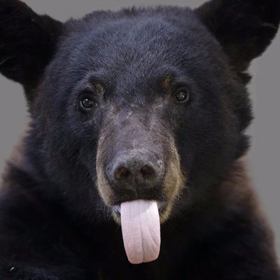 Profile Picture of Ginger Mullins (@gingerELmullins) on Twitter