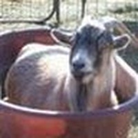 Profile Picture of Dani Slaughter (@dani-slaughter-4) on Quora