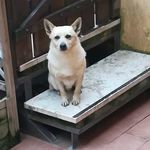 Profile Picture of Dino chiappetta (@dinochiappet) on Instagram