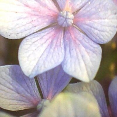 Profile Picture of Niki Bloom (@TashaDionLesle) on Twitter