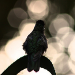 Profile Picture of Pablo Ignacio Figueroa Cofre (@figueroacofrep) on Flickr