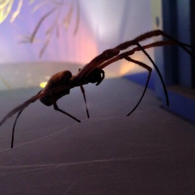 Profile Picture of Bryn Phillips (@SweggySwegLord) on Twitter