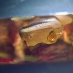 Profile Picture of Damien Wallace (@tokay_gecko_lover) on Instagram