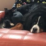 Profile Picture of Robin  Allen (@stellalovesbogart) on Instagram