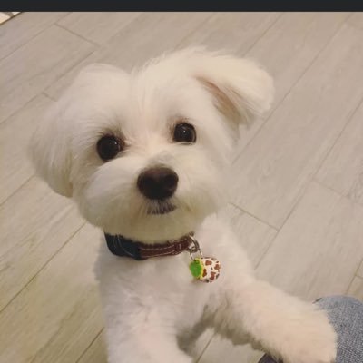 Profile Picture of Cass Chan (@DickBChan) on Twitter
