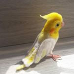 Profile Picture of Nishant Soni (@nishantsoni34) on Instagram