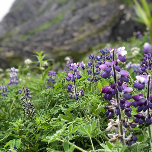 Profile Picture of Tiffany Ischinger (@t1sch) on Poshmark