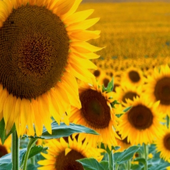 Profile Picture of Hannah Cernich (@hannahc1208) on Poshmark