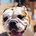 Profile Picture of Fred The English Bulldog (@lazyfreddy) on Instagram