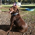 Profile Picture of Hunter Swanson The Dog (@hunter_lab) on Instagram