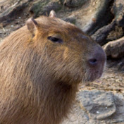 Profile Picture of Alexander Borisov (@alexanderborisov1828) on Youtube