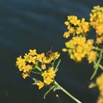 Profile Picture of droulez alexandre (@naturpicsphotographie) on Instagram