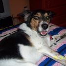 Profile Picture of Lisa Boleyn Jamieson (@ljamieson1) on Pinterest