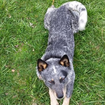 Profile Picture of Robert Maggard (@maggard_robert) on Twitter