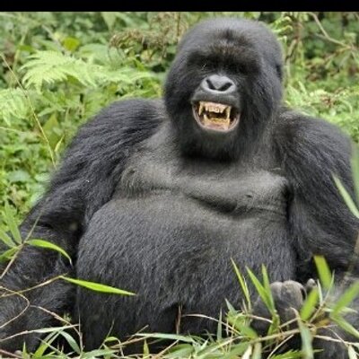 Profile Picture of Nick Reitz (@NativeLlama) on Twitter