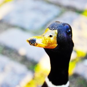 Profile Picture of Joackim Sammerdahl (@343301863) on Myspace