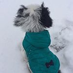 Tinker Bell>>Oreo>>Brock - Instagram Profile Picture of Tinker Bell>>Oreo>>Brock (@tinkerbell_oreo) on Instagram