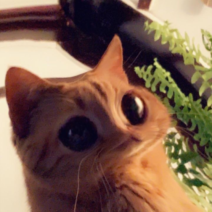 Profile Picture of Hayley (@hayley_schaefer) on Tiktok