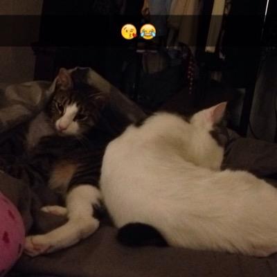 Profile Picture of Oreo Stefan Moore ❤️ (@OreoCookieMoore) on Twitter