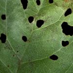 Profile Picture of Alexander Walker (@baby_botanist) on Instagram