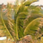 Profile Picture of Richard  Pratt (@DaLionhearted) on Flickr