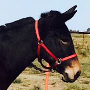 Profile Picture of Pamela Howell (@pamelahowell3884) on Youtube