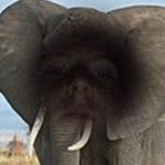 Profile Picture of @joelbeetss (@joeltheelephant) on Instagram