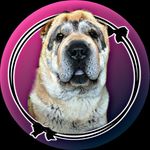 Profile Picture of Dusty, the Sharpei 🐕❤️ (@dusty_the_sharpei) on Instagram