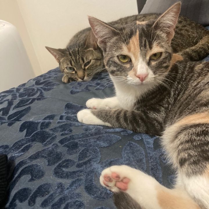 Profile Picture of ANDREW😈😈💀 (@andrew.magic) on Tiktok