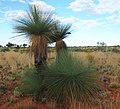 Profile Picture of Xanthorrhoea thorntoniion Wikipedia